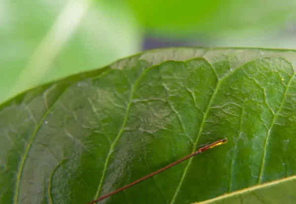 THERM-Micro - sensor para medição de temperatura foliar
