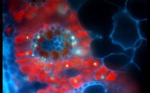 MICROSCOPY-PAM - Para sondar objetos microscópicos até um único cloroplasto - Imagem 2